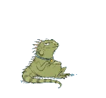 Iguana