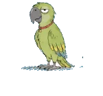 Parrot