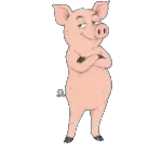 Pig